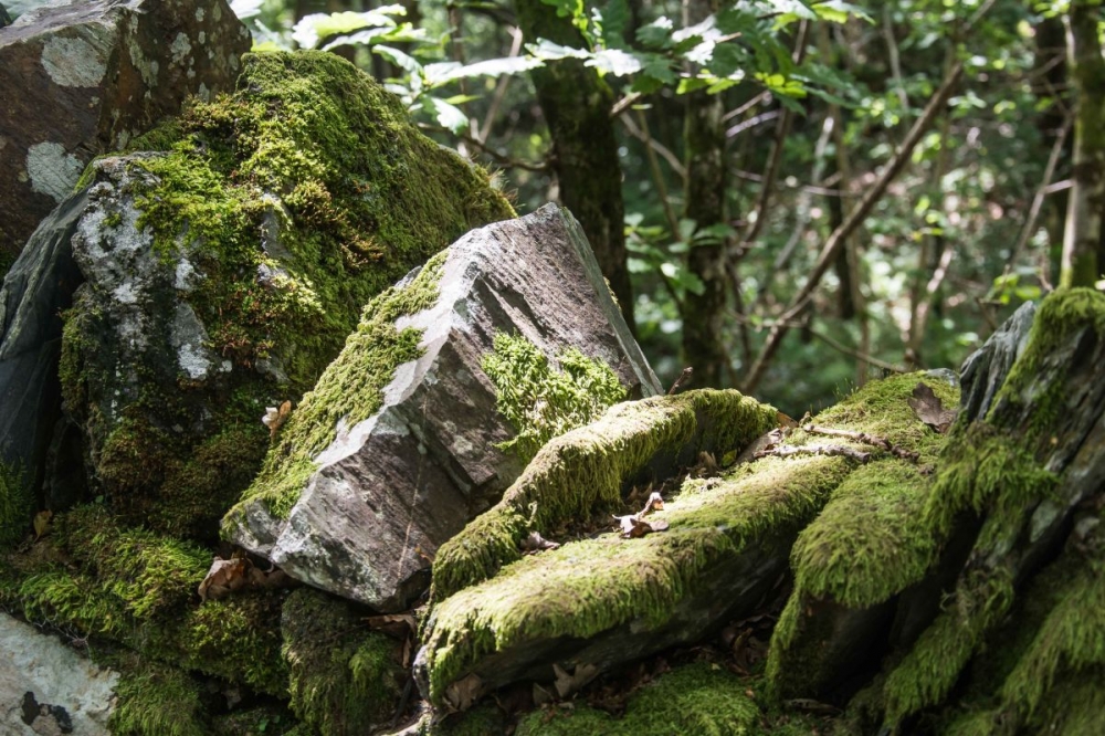 2nd Moss gathering by Cliff Swift